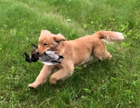 golden top kennel